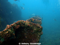 A few of the ribs from the wreck of the Patti off POrt El... by Anthony Wooldridge 